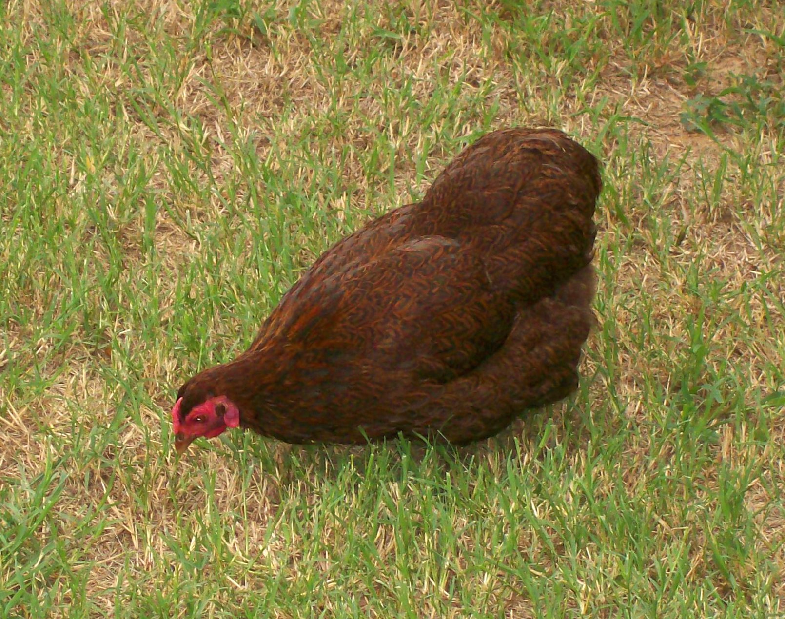 Курица породы браун информация и фото